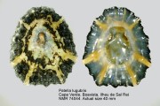 Patella lugubris